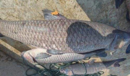 青鱼视频,探索未知，畅游网络新世界