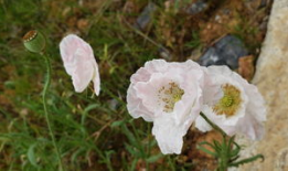 野花视频,探寻自然之美，感受生命律动